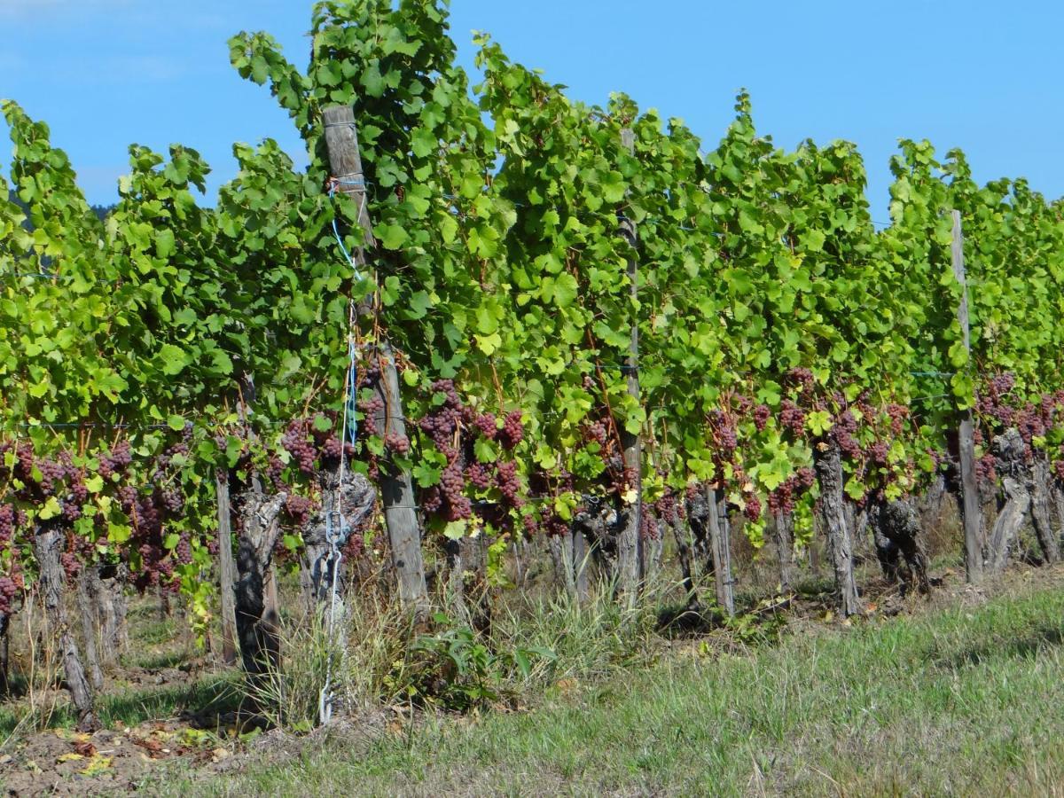 베아카임 Au Coeur Des Vignes 아파트 외부 사진