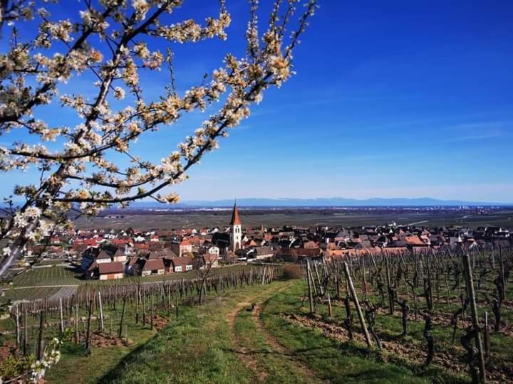 베아카임 Au Coeur Des Vignes 아파트 외부 사진