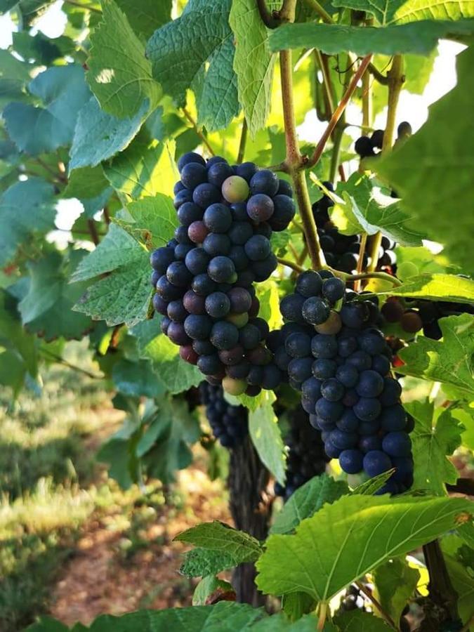 베아카임 Au Coeur Des Vignes 아파트 외부 사진